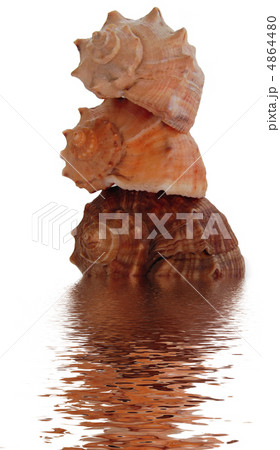 shells from black sea shells from black sea 4864480