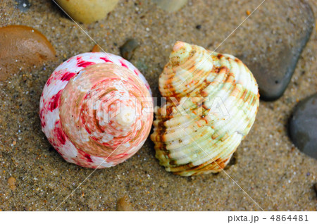 shell shell 4864481