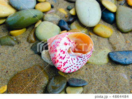 shell shell 4864484