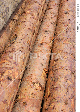 timber timber 4864641