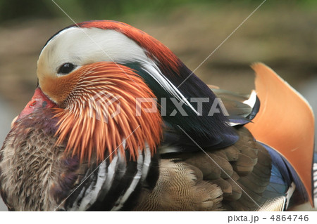 オシドリ 4864746