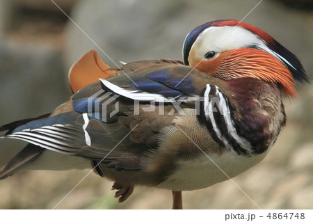 オシドリ 4864748