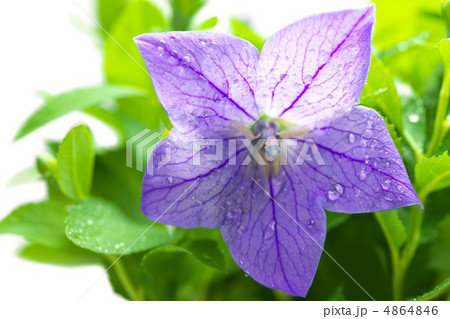 桔梗 桔梗 4864846