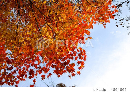 紅葉 紅葉 4864863