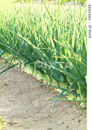 玉ねぎ収穫期 4864898