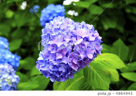 あじさい 4864943