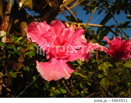 アザレア 4864951