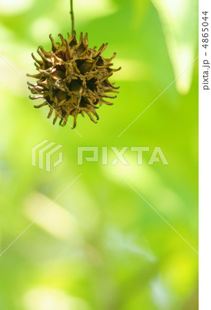 モミジバフウの実 モミジバフウの実 4865044