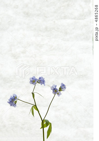 ハナシノブのメッセージカード ハナシノブのメッセージカード 4865268