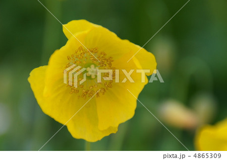 ポピー 4865309