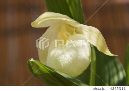 レブンアツモリソウ 4865311