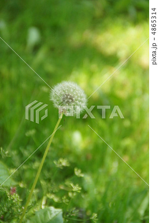 綿毛 綿毛 4865314