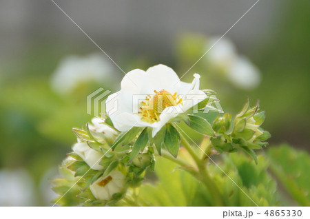 いちごの花 4865330