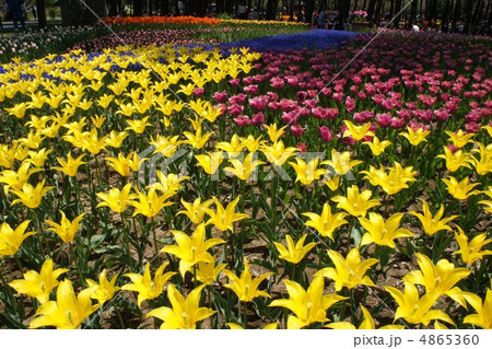 チューリップ フラッシュバック チューリップ フラッシュバック 4865360