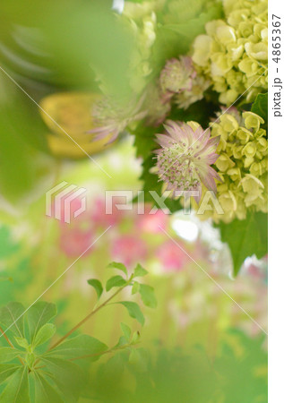 アストランチアとアジサイ 4865367