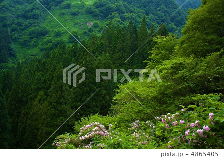 里山の新緑 4865405