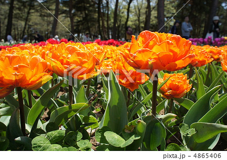 チューリップ　オレンジプリンセス 4865406
