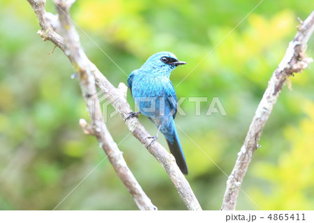 ロクショウヒタキ 4865411