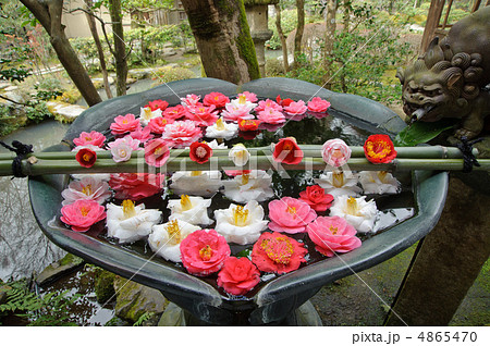 京都　法然院の花手水 4865470