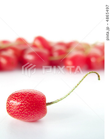 フレッシュ!　タワラグミ (縦カット) 4865497