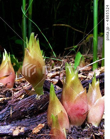 ミョウガの素材 (縦カット) ミョウガの素材 (縦カット) 4865524