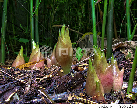 ミョウガの素材 (横カット) 4865525