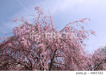 三春の桜(桜谷枝垂桜) 三春の桜(桜谷枝垂桜) 4865562