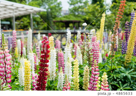 ルピナス 4865633