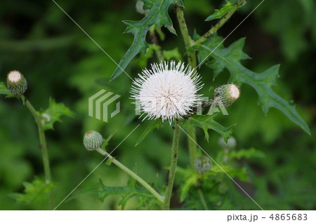 白花野薊 4865683