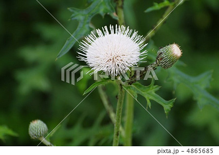 白花野薊 4865685