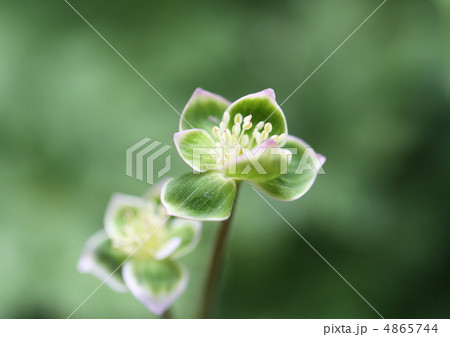 野の緑二輪草 4865744
