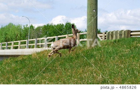 野生の鹿 4865826