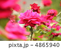 ばら 4865940