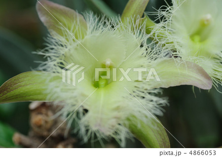 ブラサボラ・ディグビアナ ブラサボラ・ディグビアナ 4866053