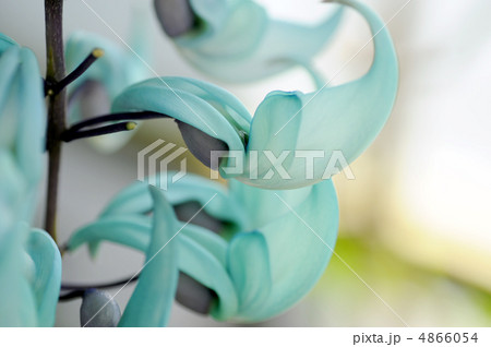 ヒスイカズラ ヒスイカズラ 4866054