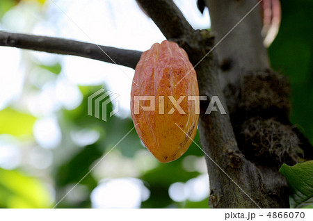 カカオの実 4866070