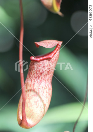 ウツボカズラ ウツボカズラ 4866072