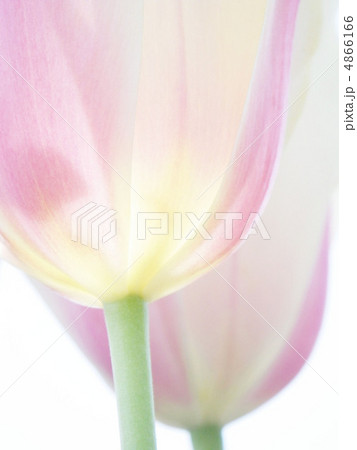 チューリップ チューリップ 4866166