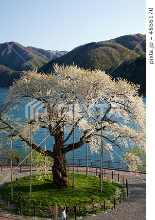 荘川桜④ 4866170