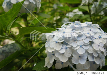 天引観音　紫陽花 4866174