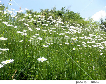 マーガレット花畑　A Field of Margueritea Paris Daisy 4866250