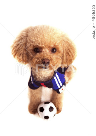 ボールで遊ぶトイプードル 4866255