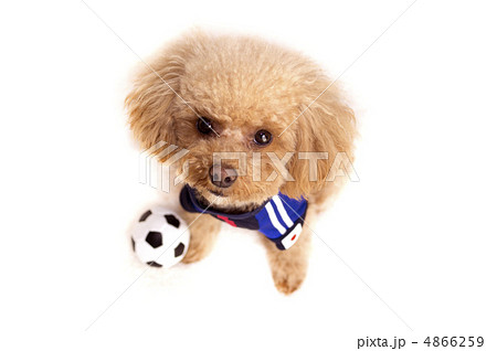 ディフェンスするトイプードル 4866259