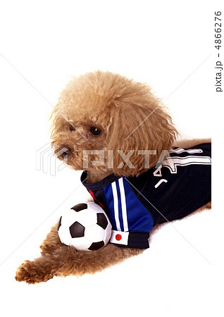 試合を待つトイプードル 4866276
