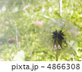 蒲公英 4866308