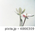 姫檜扇 4866309