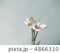 姫檜扇 4866310