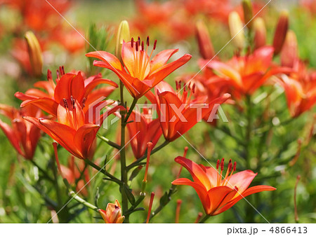 ゆり園_赤 4866413