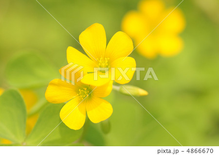 カタバミの花のアップ 4866670
