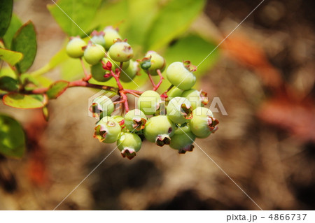 未熟なブルーベリー 4866737